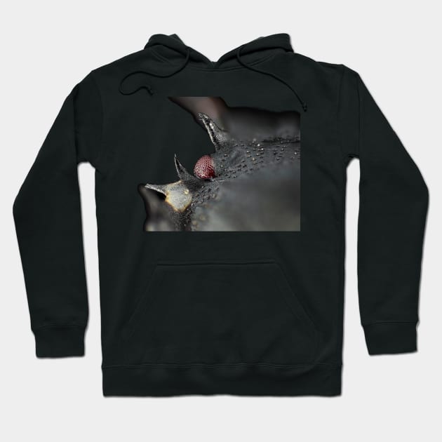 Halyomorpha halys nymph eye Hoodie by SDym Photography